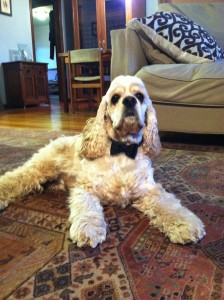 Bodie